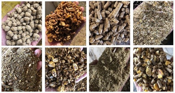 نمونه استارتر گوساله