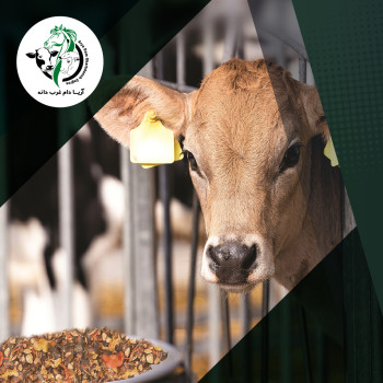 تصویر مقاله یافتن بهترین  شکل استارتر برای گوساله¬ها