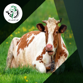 تصویر مقاله دوره خشکی در گاوهای شیری