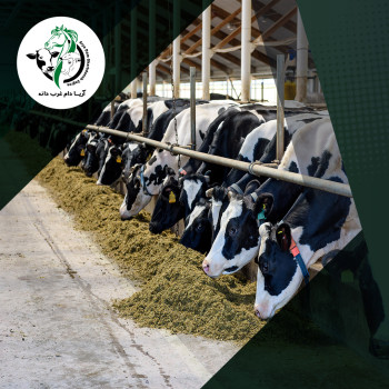 تصویر مقاله سلامت سم و تغذیه گاوهای شیری